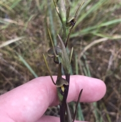 Orthoceras strictum (Horned Orchid) at Bruce, ACT - 29 Dec 2022 by Tapirlord