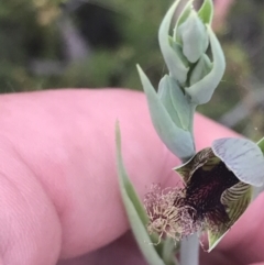 Calochilus therophilus (Late Beard Orchid) at Bruce, ACT - 29 Dec 2022 by Tapirlord