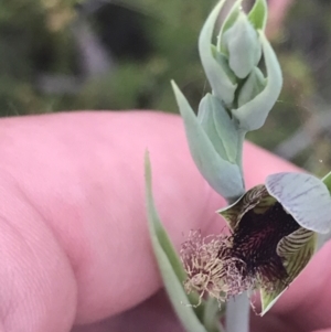 Calochilus therophilus at Bruce, ACT - 29 Dec 2022