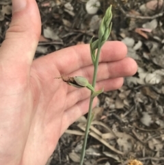 Calochilus therophilus at Bruce, ACT - 29 Dec 2022