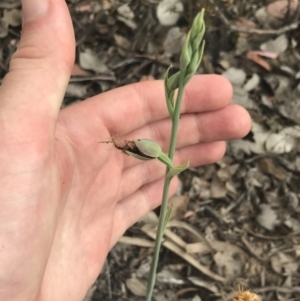 Calochilus therophilus at Bruce, ACT - 29 Dec 2022