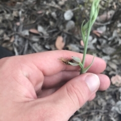 Calochilus therophilus at Bruce, ACT - 29 Dec 2022