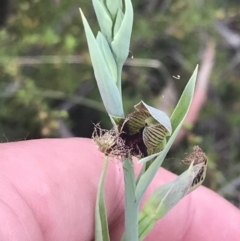 Calochilus therophilus at Bruce, ACT - 29 Dec 2022