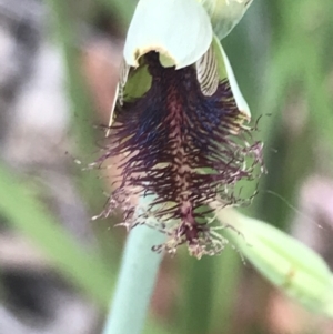 Calochilus therophilus at Acton, ACT - 29 Dec 2022