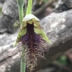 Calochilus therophilus at Acton, ACT - 29 Dec 2022