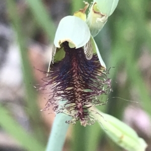 Calochilus therophilus at Acton, ACT - 29 Dec 2022