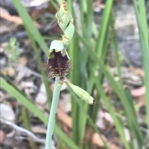 Calochilus therophilus at Acton, ACT - 29 Dec 2022