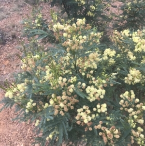 Acacia parramattensis at Acton, ACT - 29 Dec 2022