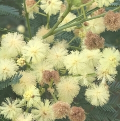 Acacia parramattensis at Acton, ACT - 29 Dec 2022