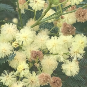 Acacia parramattensis at Acton, ACT - 29 Dec 2022 02:23 PM