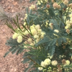 Acacia parramattensis at Acton, ACT - 29 Dec 2022 02:23 PM