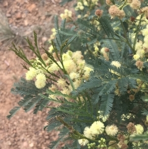 Acacia parramattensis at Acton, ACT - 29 Dec 2022