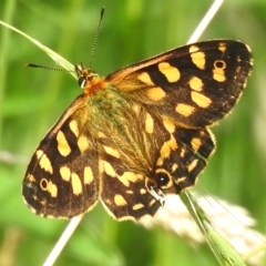 Oreixenica kershawi (Striped Xenica) at Namadgi National Park - 21 Jan 2023 by JohnBundock