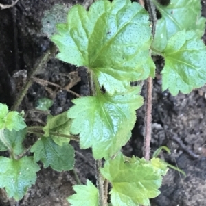 Veronica calycina at Paddys River, ACT - 2 Jan 2023 10:54 AM