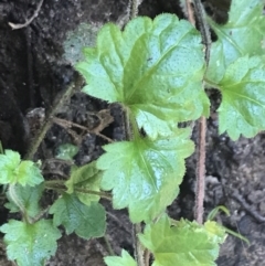 Veronica calycina at Paddys River, ACT - 2 Jan 2023 10:54 AM