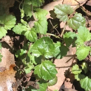 Veronica calycina at Paddys River, ACT - 2 Jan 2023 10:54 AM