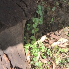 Veronica calycina at Paddys River, ACT - 2 Jan 2023