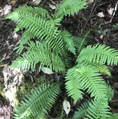 Blechnum nudum (Fishbone Water Fern) at Paddys River, ACT - 2 Jan 2023 by Tapirlord