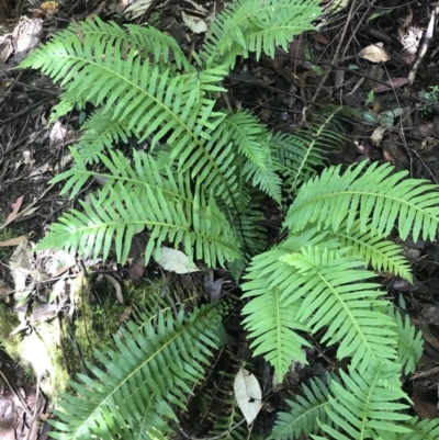 Blechnum nudum (Fishbone Water Fern) at Paddys River, ACT - 2 Jan 2023 by Tapirlord