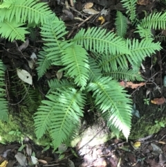 Blechnum nudum at Paddys River, ACT - 2 Jan 2023 11:02 AM