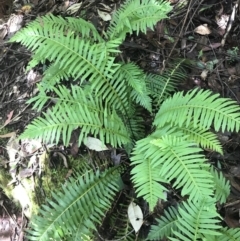 Blechnum nudum at Paddys River, ACT - 2 Jan 2023 11:02 AM