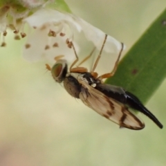 Euribia solstitialis (Nodding Thistle Gall Fly) at Murrumbateman, NSW - 26 Jan 2023 by SimoneC