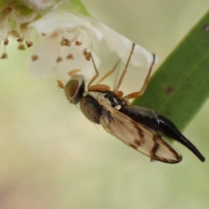 Euribia solstitialis at Murrumbateman, NSW - 26 Jan 2023 05:37 PM