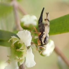 Euribia solstitialis at Murrumbateman, NSW - 26 Jan 2023