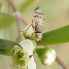 Euribia solstitialis at Murrumbateman, NSW - 26 Jan 2023 05:37 PM