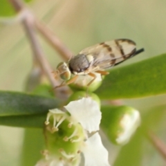 Euribia solstitialis at Murrumbateman, NSW - 26 Jan 2023