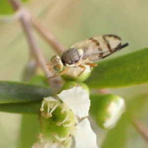 Euribia solstitialis at Murrumbateman, NSW - 26 Jan 2023 05:37 PM