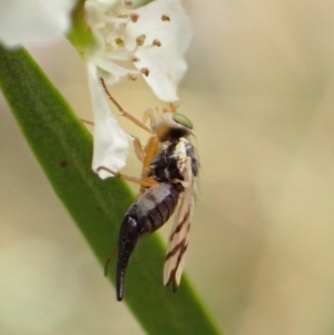 Euribia solstitialis at Murrumbateman, NSW - 26 Jan 2023 05:37 PM