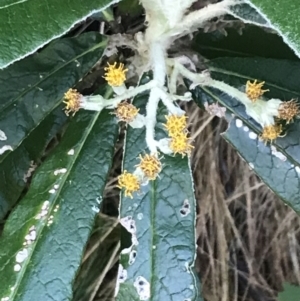 Bedfordia arborescens at Paddys River, ACT - 2 Jan 2023 11:12 AM