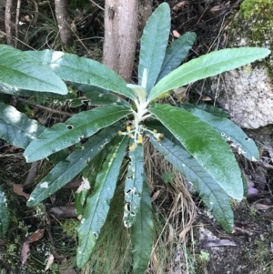 Bedfordia arborescens at Paddys River, ACT - 2 Jan 2023