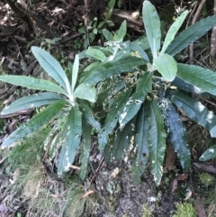 Bedfordia arborescens at Paddys River, ACT - 2 Jan 2023