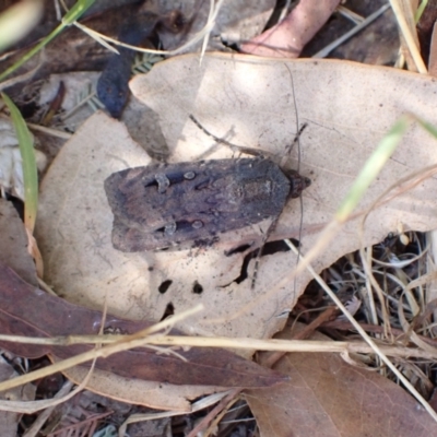 Agrotis infusa (Bogong Moth, Common Cutworm) at Murrumbateman, NSW - 25 Jan 2023 by SimoneC