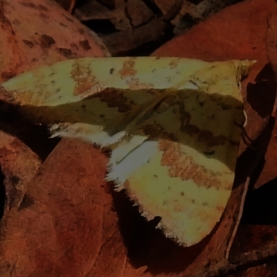Chrysolarentia correlata (Yellow Carpet) at Namadgi National Park - 21 Jan 2023 by JohnBundock