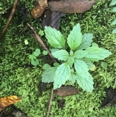 Australina pusilla subsp. muelleri at Paddys River, ACT - 2 Jan 2023