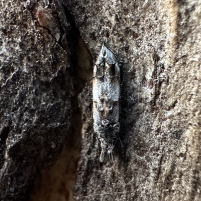 Leptozestis sp nr harmosta at Ainslie, ACT - 26 Jan 2023 by Pirom