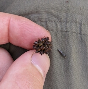 Juncus falcatus at Cotter River, ACT - 25 Jan 2023