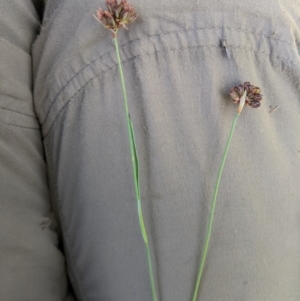 Juncus falcatus at Cotter River, ACT - 25 Jan 2023