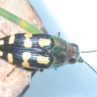 Astraeus (Astraeus) samouelli (A Jewel Beetle) at Cotter River, ACT - 26 Jan 2023 by Harrisi