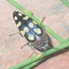 Astraeus (Astraeus) samouelli at Cotter River, ACT - 26 Jan 2023