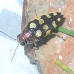 Astraeus (Astraeus) samouelli at Cotter River, ACT - 26 Jan 2023