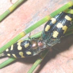 Astraeus (Astraeus) samouelli at Cotter River, ACT - 26 Jan 2023