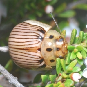 Paropsisterna intacta at Paddys River, ACT - 25 Jan 2023