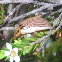 Paropsisterna intacta at Paddys River, ACT - 25 Jan 2023