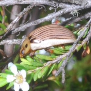 Paropsisterna intacta at Paddys River, ACT - 25 Jan 2023