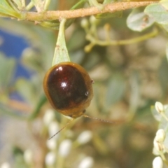 Paropsisterna cloelia at Paddys River, ACT - 25 Jan 2023 05:23 PM