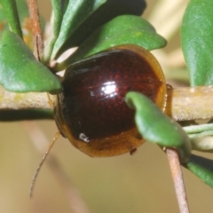 Paropsisterna cloelia at Paddys River, ACT - 25 Jan 2023 05:23 PM